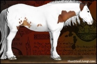 Horse Color:Bay Splash Tobiano Appaloosa