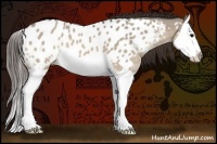Horse Color:Brown Dun Splash Appaloosa 