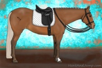 Horse Color:Silver Bay Appaloosa 