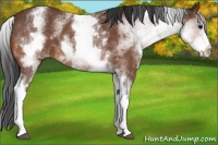 Horse Color:White Spotted Bay Roan Varnish