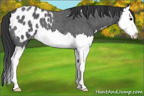 Horse Color:Blue Roan Splash Appaloosa 
