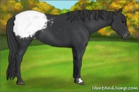 Horse Color:Black Appaloosa