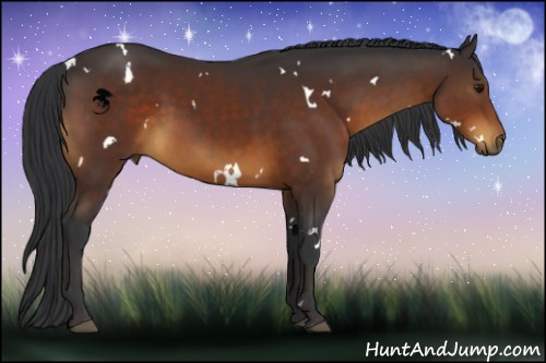 Horse Color:White Spotted Brown 