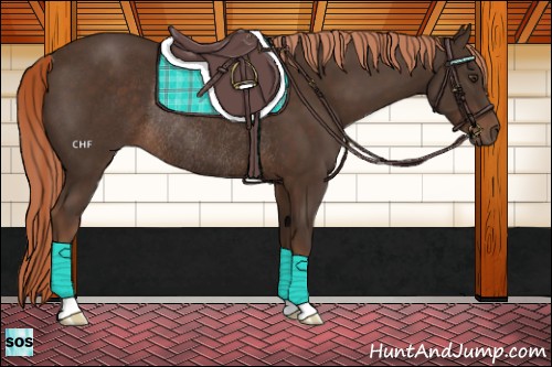 Horse Color:Liver Chestnut Rabicano 