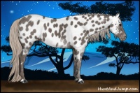 Horse Color:Silver Black Appaloosa 