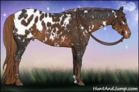 Horse Color:White Spotted Liver Chestnut Blanket 