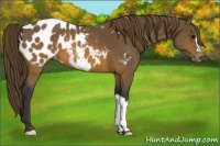Horse Color:Buckskin Blanket 