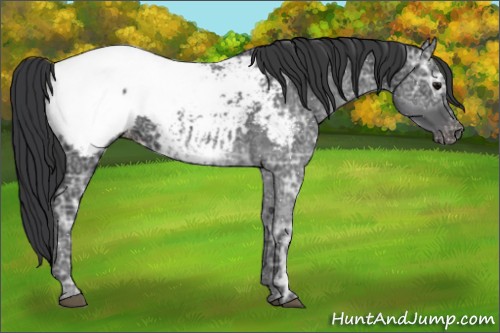 Horse Color:Black Ice Snowcap
