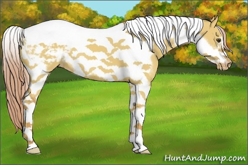 Horse Color:Palomino Dun Tobiano Frame Varnish 