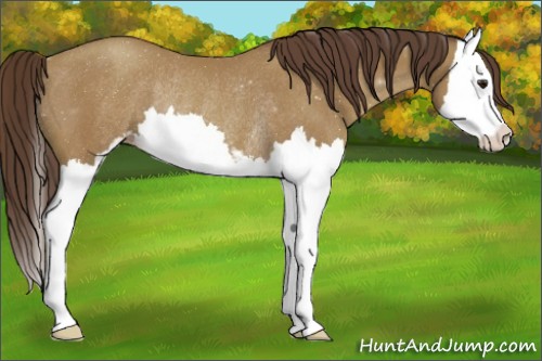 Horse Color:Classic Champagne Sabino Splash Rabicano 