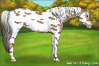 Horse Color:Classic Champagne Tobiano Frame 