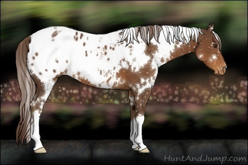 Horse Color:White Spotted Liver Chestnut Blanket