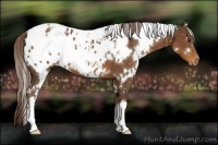 Horse Color:White Spotted Liver Chestnut Blanket 