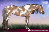 Horse Color:White Spotted Liver Red Dun 