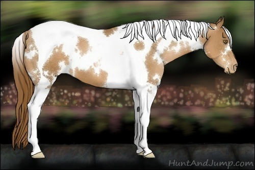 Horse Color:White Spotted Liver Chestnut Pearl Tobiano 