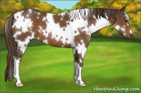 Horse Color:White Spotted Liver Chestnut 