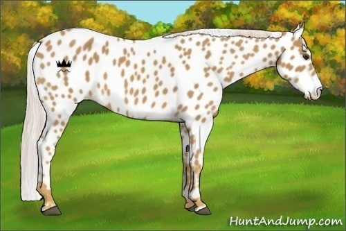 Horse Color:Palomino Leopard