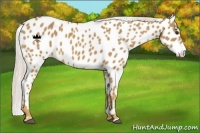 Horse Color:Palomino Leopard