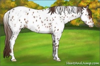 Horse Color:White Spotted Liver Chestnut Appaloosa Rabicano
