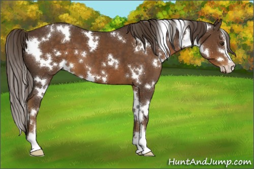 Horse Color:White Spotted Liver Chestnut Sabino 