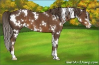 Horse Color:White Spotted Liver Chestnut Sabino 