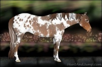 Horse Color:White Spotted Liver Red Roan Blanket