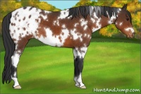 Horse Color:White Spotted Bay Appaloosa