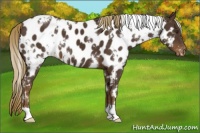 Horse Color:White Spotted Liver Chestnut Appaloosa 