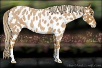 Horse Color:Palomino Roan Appaloosa