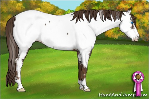 Horse Color:Liver Chestnut Frame Appaloosa