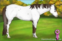 Horse Color:Liver Chestnut Frame Appaloosa 