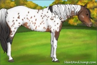 Horse Color:Bay Tobiano Appaloosa 
