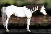 Horse Color:Bay Dun Splash Appaloosa