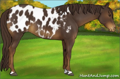 Horse Color:Liver Chestnut Appaloosa 