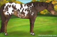 Horse Color:Liver Chestnut Appaloosa