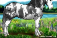 Horse Color:White Spotted Black Splash