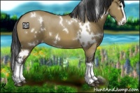 Horse Color:White Spotted Brown Dun Splash