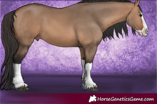 Horse Color:Brown Dun Splash