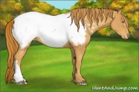 Horse Color:Gold Champagne Appaloosa 