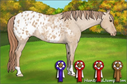 Horse Color:Red Dun Roan Appaloosa 