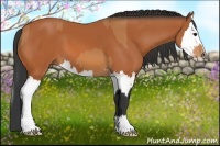 Horse Color:Bay  and Bay Splash 