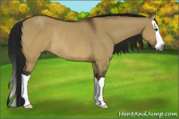 Horse Color:Gray Brown Dun Splash Rabicano