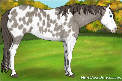 Horse Color:Smoky Grullo Splash Appaloosa 