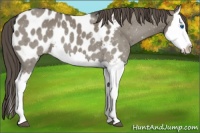 Horse Color:Smoky Grullo Splash Appaloosa 