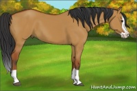 Horse Color:Bay Dun Splash