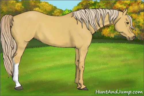Horse Color:Palomino Dun 
