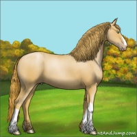 Horse Color:Gold Champagne