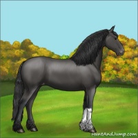 Horse Color:Black Appaloosa 