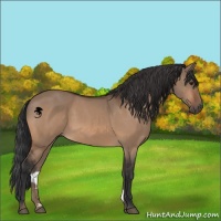 Horse Color:Brown Dun 