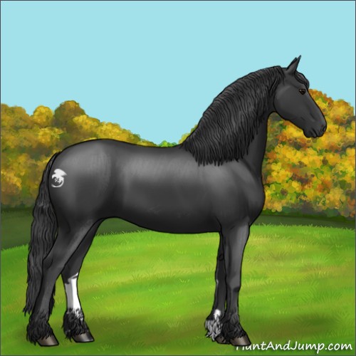 Horse Color:Black 